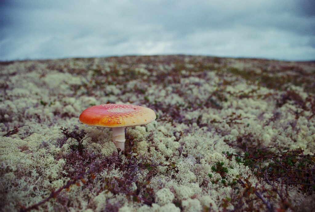 This is not a mushroom caused by exploding a nuclear weapon. This mushroom was probably caused by some sort of fungus.