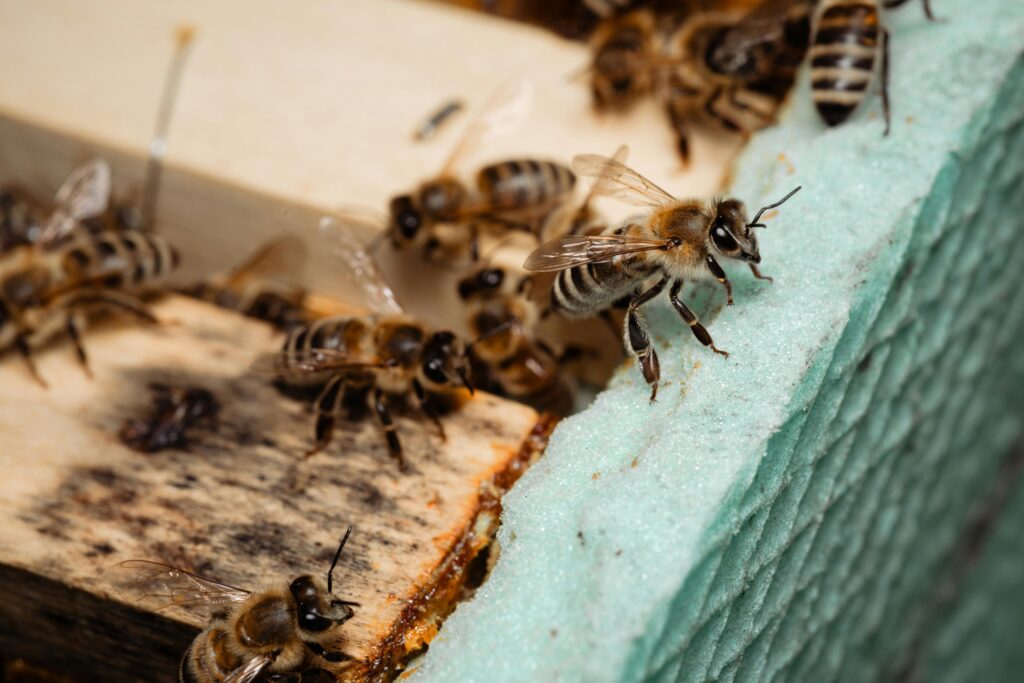 A bee swarm